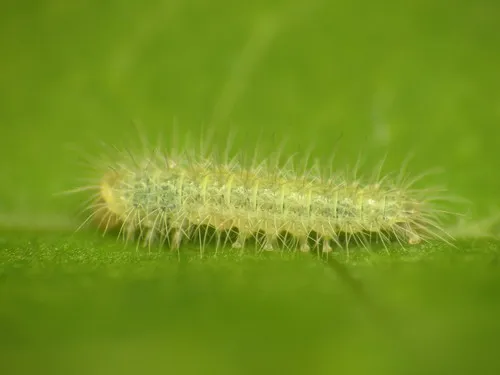 Morning-glory Plume Moth - photo 8