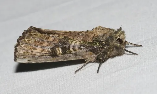 Morning-glory Prominent