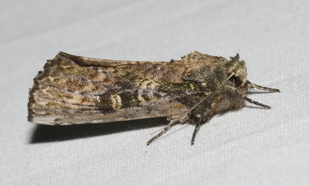 Morning-glory Prominent - photo 2