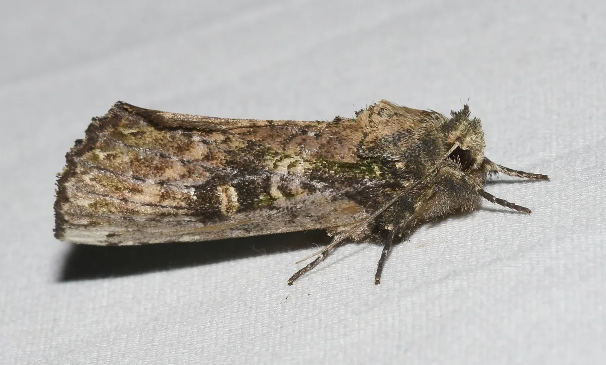 Morning-glory Prominent - photo 3