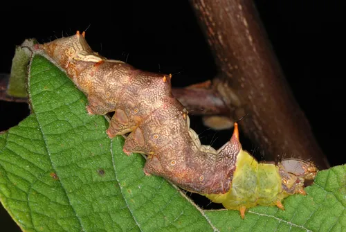 Morning-glory Prominent - photo 4