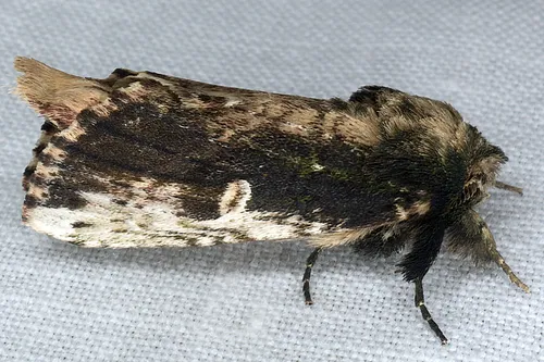 Morning-glory Prominent - photo 5