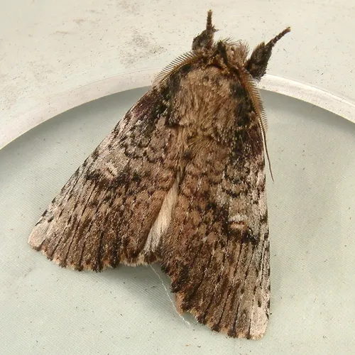 Morning-glory Prominent - photo 6