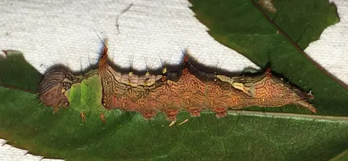 Morning-glory Prominent - photo 7