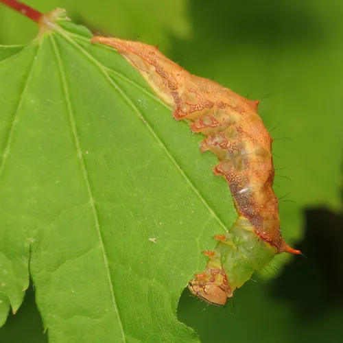 Morning-glory Prominent - photo 8