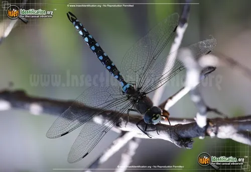 Mosaic Darner Dragonfly - photo 2
