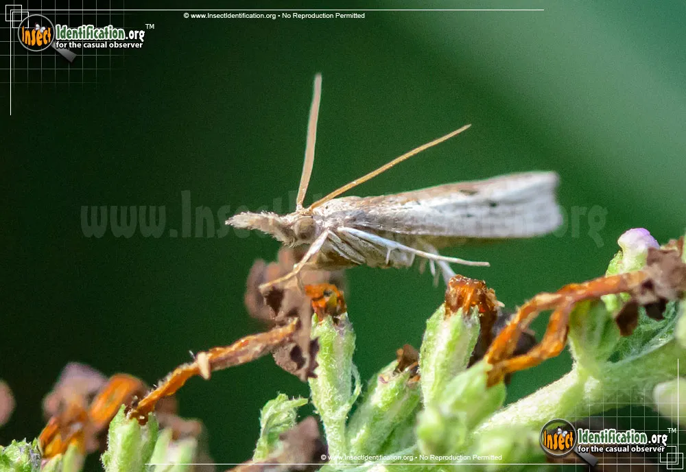 Mottled Grass-Veneer Moth