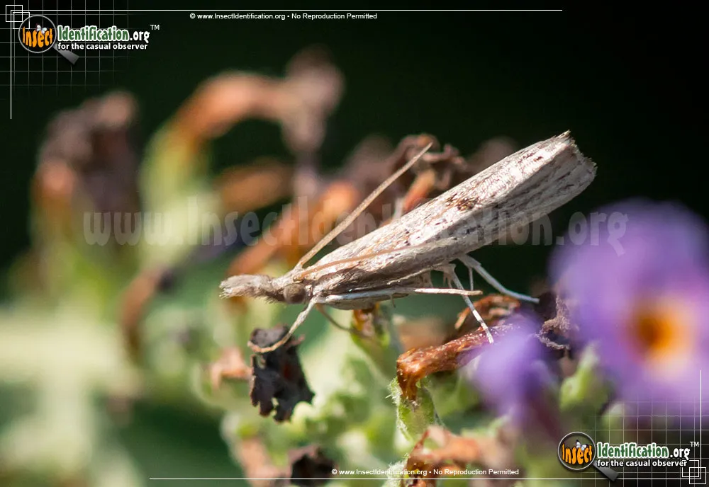 Mottled Grass-Veneer Moth - photo 3