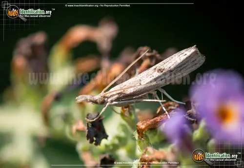 Mottled Grass-Veneer Moth - photo 4