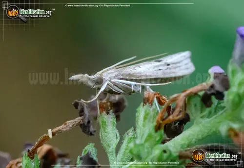 Mottled Grass-Veneer Moth - photo 6