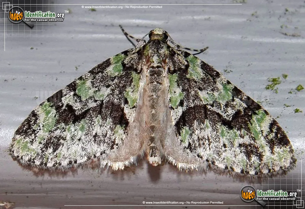 Mottled Gray Carpet Moth
