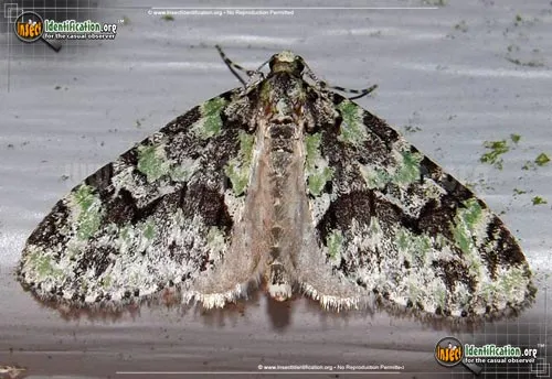 Mottled Gray Carpet Moth - photo 2