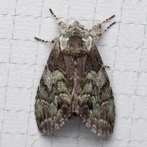 Mottled Prominent Moth - photo 7