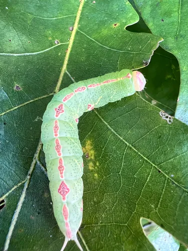 Mottled Prominent Moth - photo 3