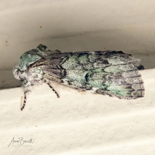 Mottled Prominent Moth - photo 4