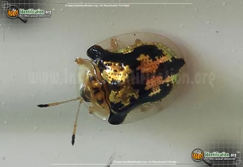 Mottled Tortoise Beetle - photo 2