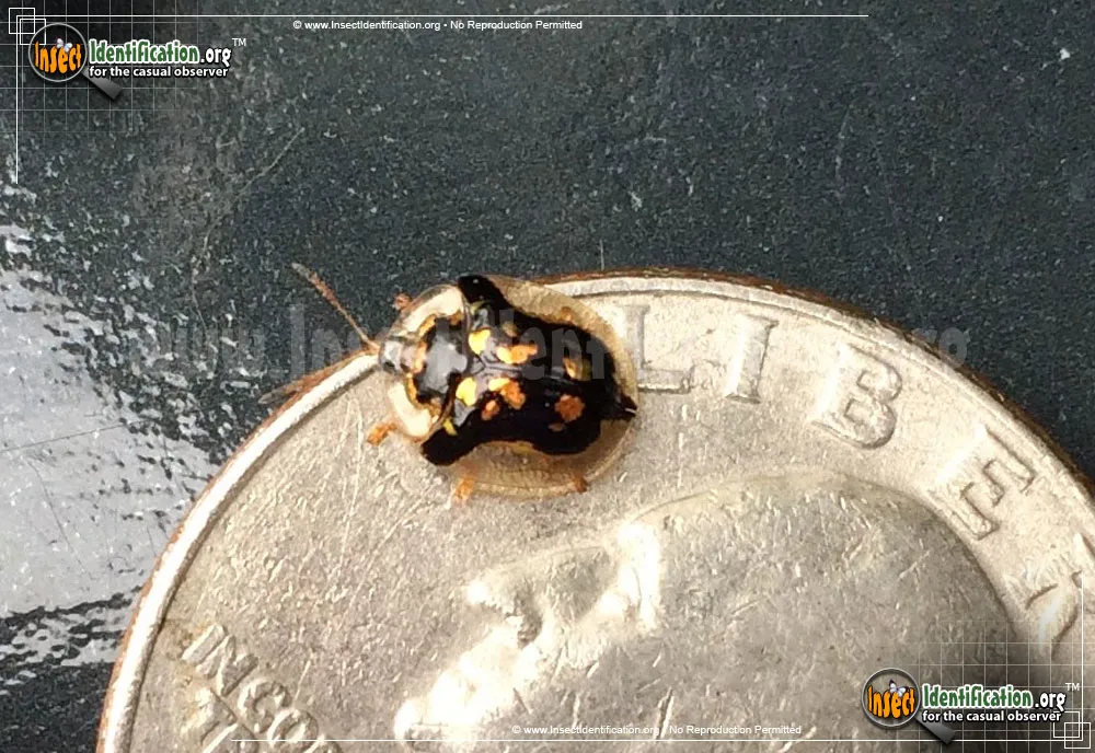 Mottled Tortoise Beetle - photo 3