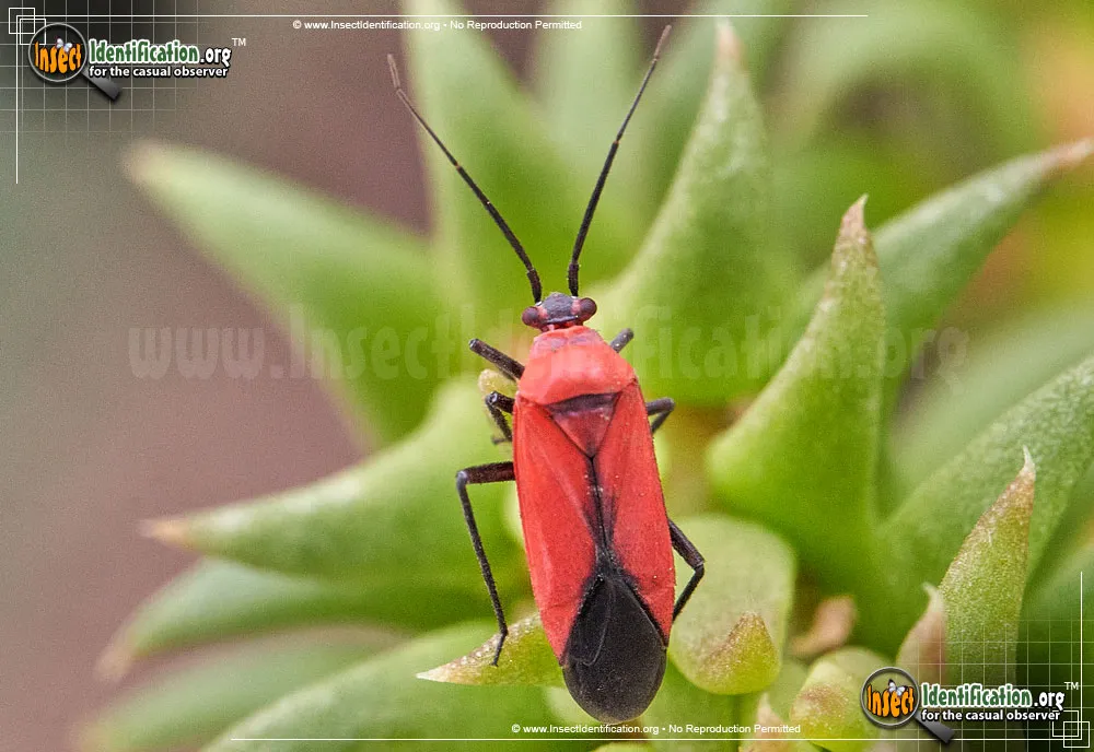 Mountain Laurel Mirid Bug - Lopidea major