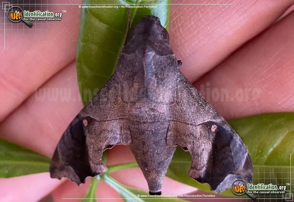 Mournful Sphinx Moth