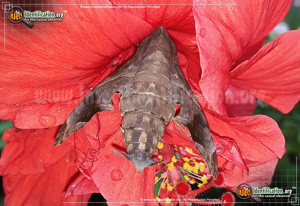 Mournful Sphinx Moth - photo 3