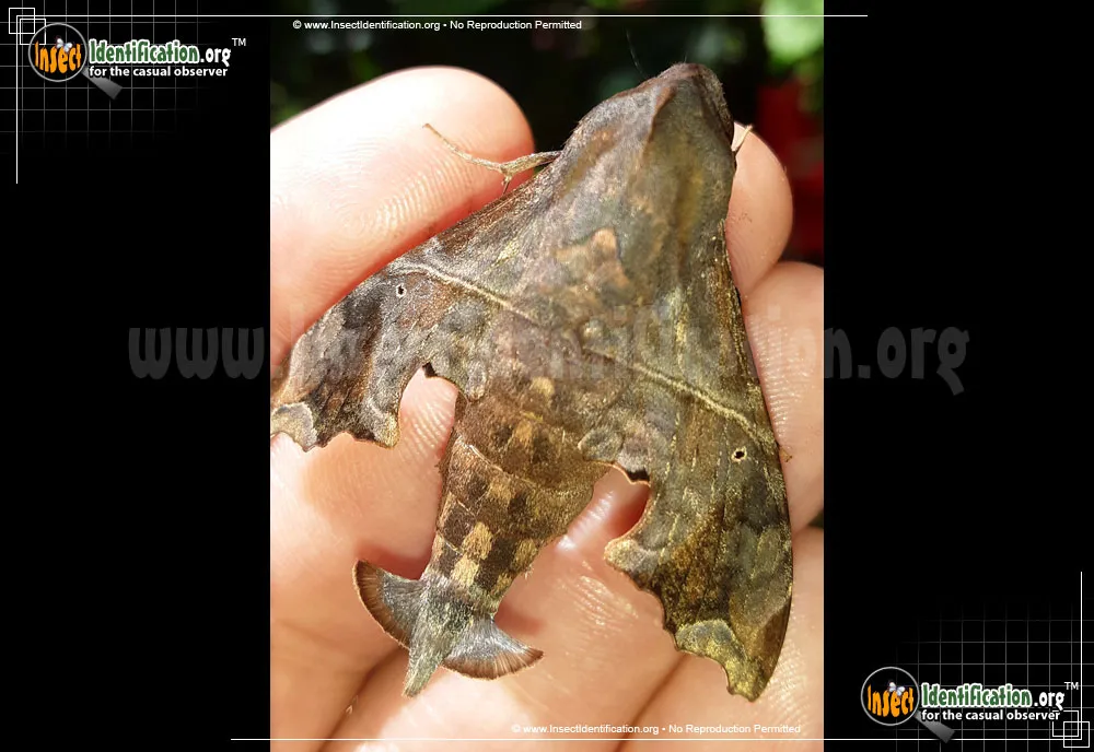 Mournful Sphinx Moth - photo 5