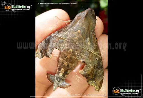 Mournful Sphinx Moth - photo 6