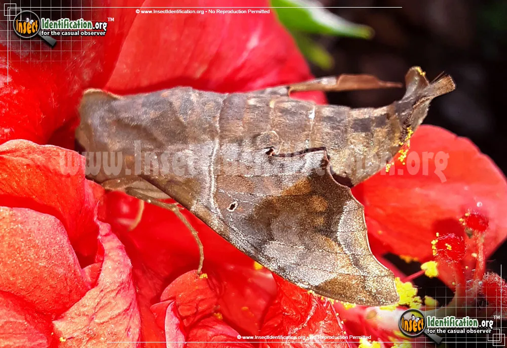 Mournful Sphinx Moth - photo 7