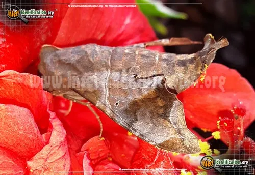 Mournful Sphinx Moth - photo 8