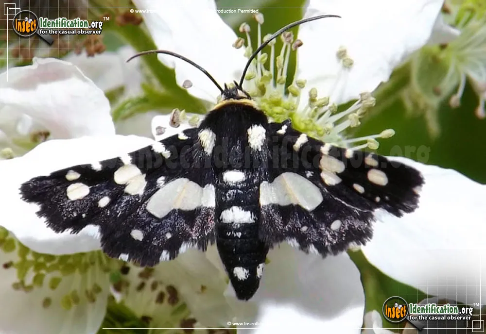 Mournful Thyris Moth