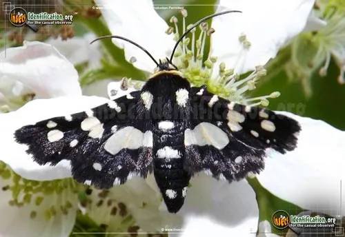 Mournful Thyris Moth - photo 2