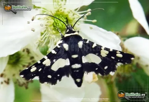 Mournful Thyris Moth - photo 4