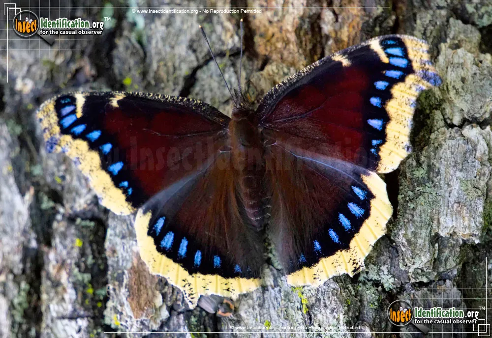 Mourning Cloak Butterfly