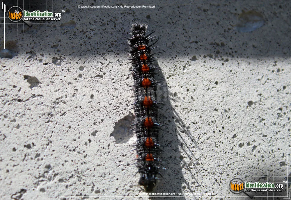 Mourning Cloak Butterfly - photo 3