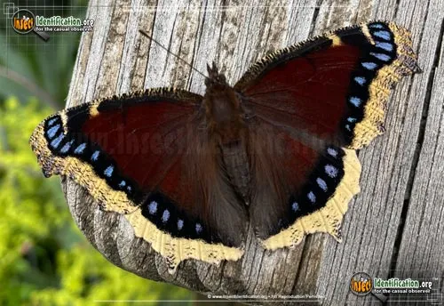 Mourning Cloak Butterfly - photo 6