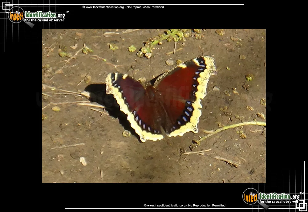 Mourning Cloak Butterfly - photo 7