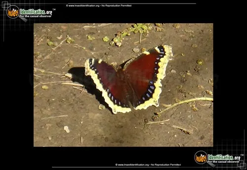 Mourning Cloak Butterfly - photo 8