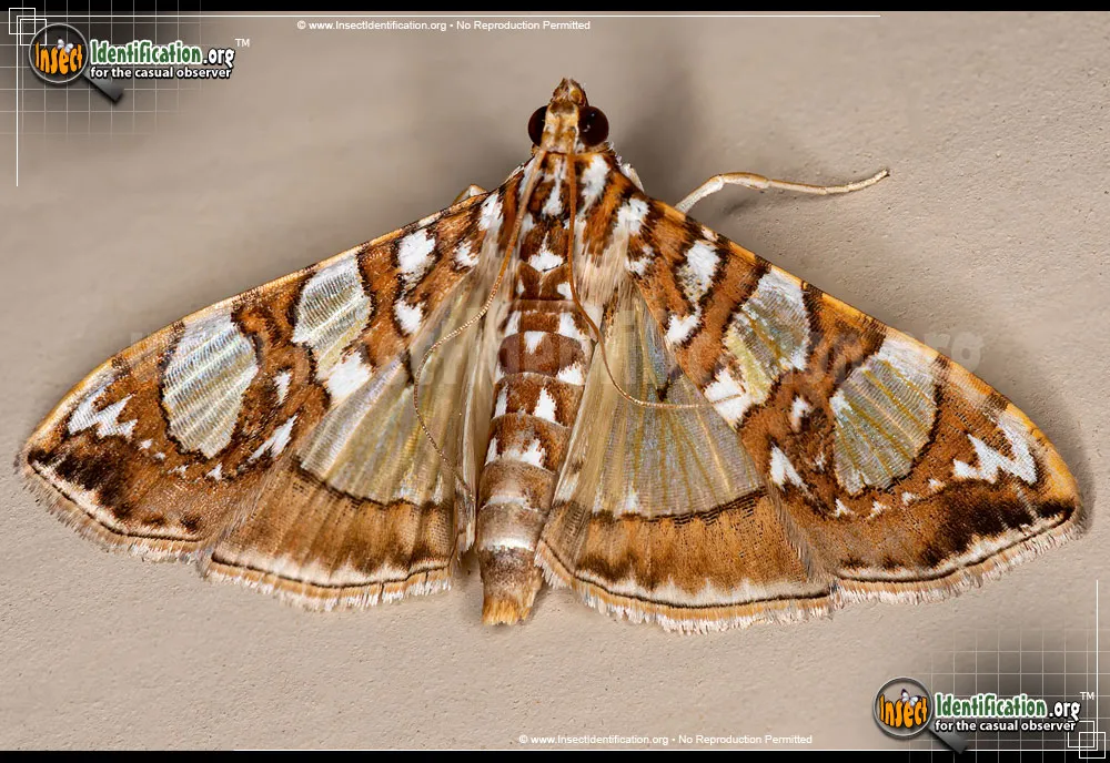 Mulberry Leaftier Moth
