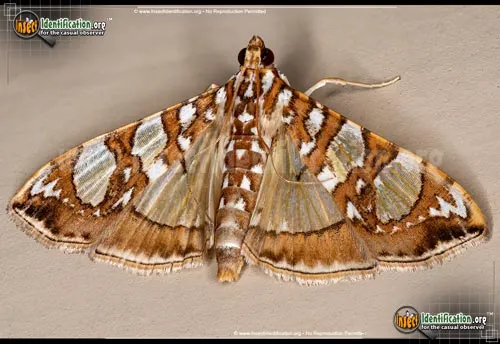 Mulberry Leaftier Moth - photo 2