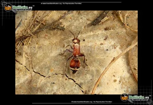 Mutillid Wasp - photo 2