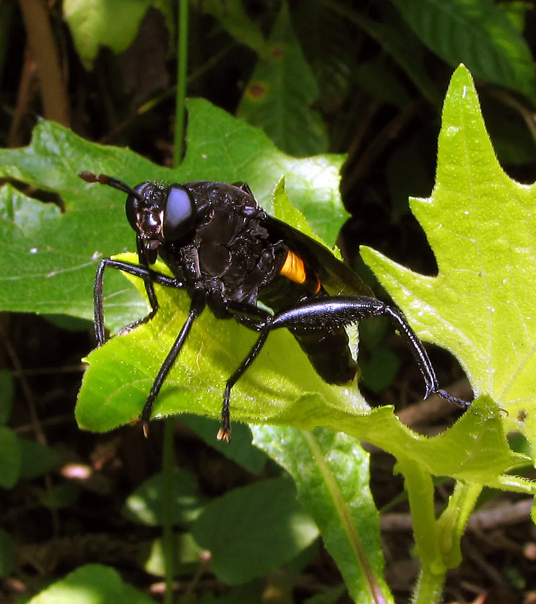 Mydas Fly - photo 3