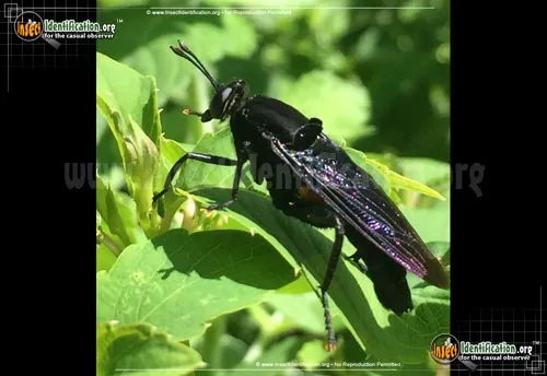 Mydas Fly - photo 4