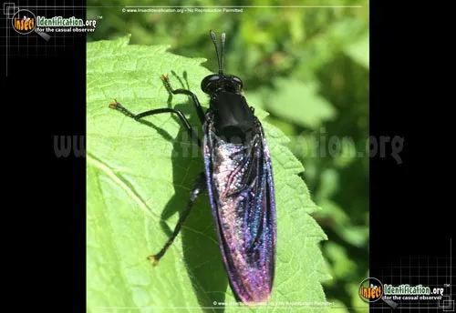 Mydas Fly - photo 5
