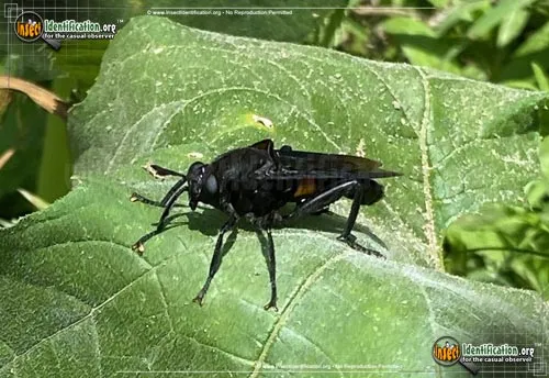 Mydas Fly - photo 6