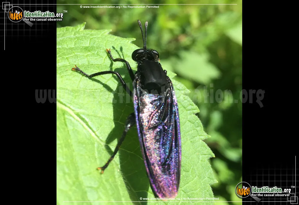 Mydas Fly - photo 7