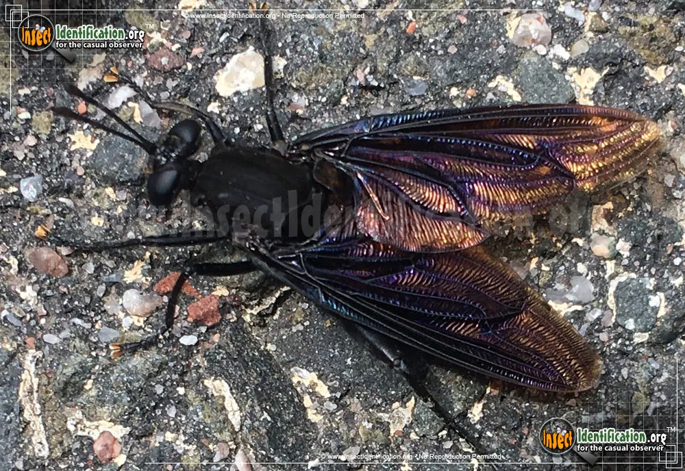 Mydas Fly - photo 8
