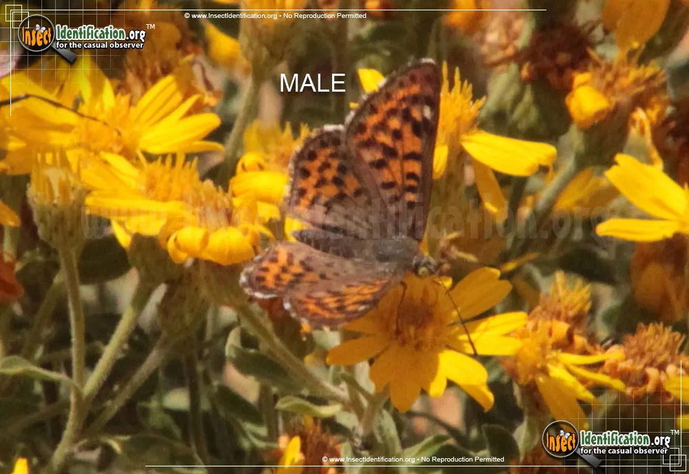 Nais Metalmark Butterfly