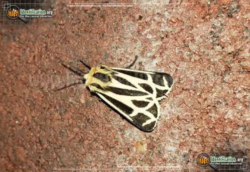 Nais Tiger Moth - photo 2