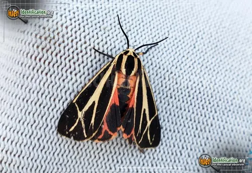 Nais Tiger Moth - photo 4