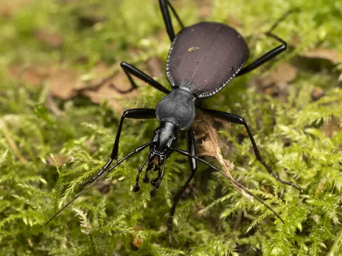 Narrow-collared Snail-eating Beetle
