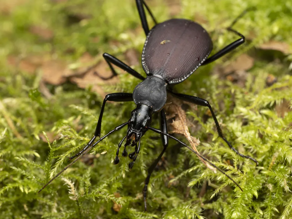 Narrow-collared Snail-eating Beetle - photo 2